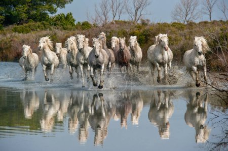 Photo for Camargue Horses running through water - Royalty Free Image