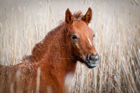 Photo for Camargue Foal portrait close-up - Royalty Free Image