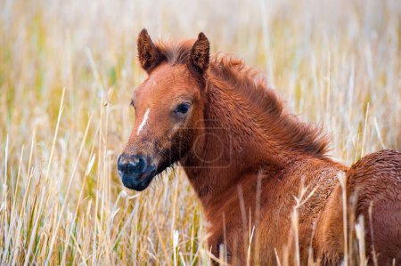 Photo for Camargue Foal in tall grass - Royalty Free Image