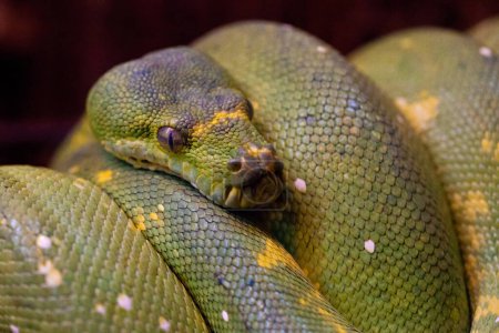 Photo for Green Tree Python coiled up - Royalty Free Image