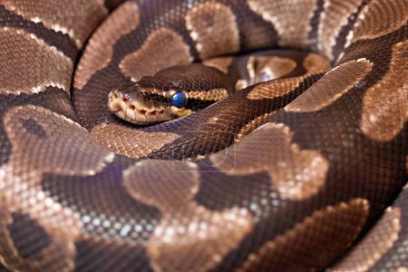 Photo for Royal Python in a coil - Royalty Free Image