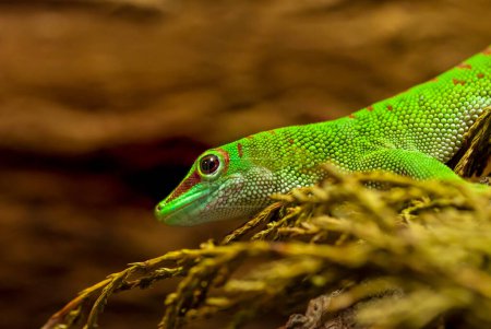 Foto de Día de Madagascar Gecko en rama - Imagen libre de derechos