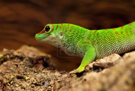 Téléchargez les photos : Jour malgache Gecko sur la branche - en image libre de droit