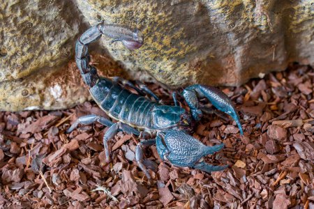 Téléchargez les photos : Scorpion géant des forêts indiennes - en image libre de droit