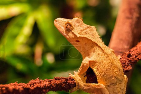 Foto de Crestado Gecko en el árbol - Imagen libre de derechos