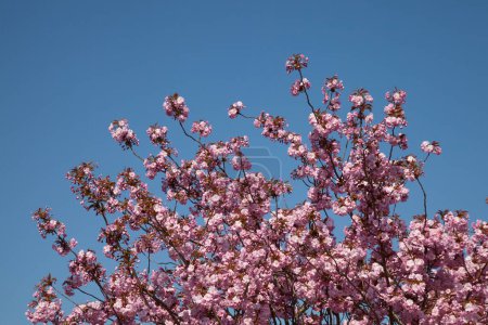 Foto de Flor de cerezo japonés en primavera - Imagen libre de derechos