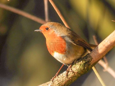 Foto de Robin rojo posado en la rama en la luz del sol brillante - Imagen libre de derechos