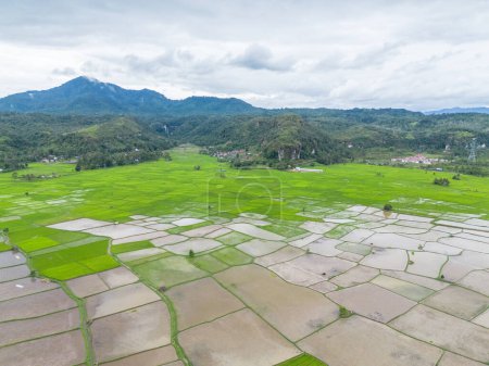 Téléchargez les photos : Vue aérienne de la rizière de Riau, Sumatra, Indonésie. - en image libre de droit