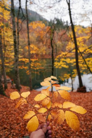 Photo for Autumn landscapes in the forest - Royalty Free Image