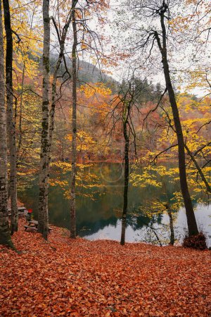 Photo for Autumn landscapes in the forest - Royalty Free Image