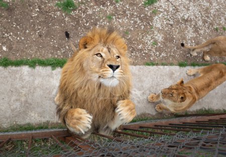 Téléchargez les photos : Jeune beau lion capture de la viande dans le parc safari. - en image libre de droit