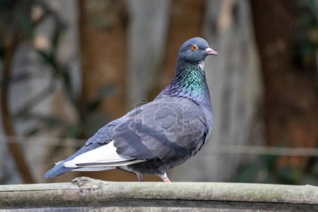 Beautiful domestic pigeon bird standing on dry bamboo and looking curiously in its natural habitat.