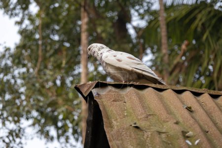 A beautiful pigeon stands on the tin roof of a village house in Bangladesh.