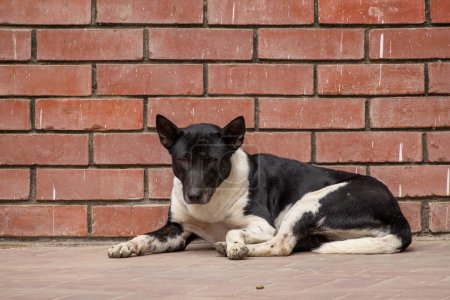 A black and white dog sits behind a red brick background. Cute Asian dog on the floor of the university campus.