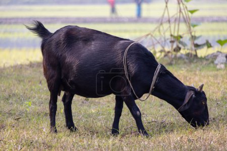 A Black Bengal goat is eating grass. A black goat with a rope around its neck is grazing in the field of nature.