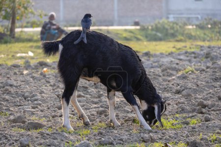 Eine schwarze bengalische Ziege weidet auf einem Dorffeld in Bangladesch und frisst Gras. Auf dieser Ziege sitzt ein schwarzer Drongovogel (Dicrurus macrocercus) und hält Ausschau nach Beute.
