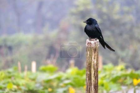 A black bird perched on a bamboo pole with blurred background. The black drongo (Dicrurus macrocercus) is also known as the king crow.