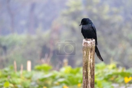 A black bird perched on a bamboo pole with natural green blurred background. The black drongo (Dicrurus macrocercus) is also known as the king crow.