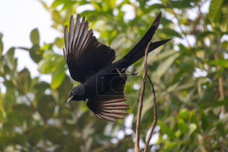 Un drongo negro (Dicrurus macrocercus) está volando para atrapar presas. Es un ave común en la mayoría de los pueblos de Bangladesh.