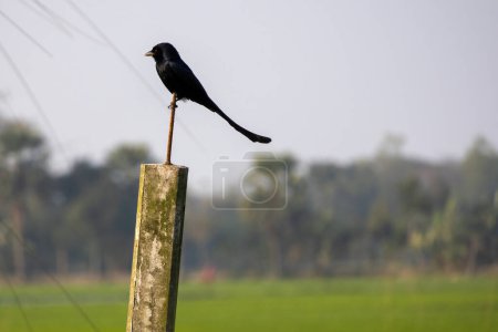 Ein schwarzer Drongo-Vogel (Dicrurus macrocercus) sitzt auf einem Betonpfahl und wartet auf Beute. Sie wird in Bangladesch Finge Pakhi genannt und ist auch als King Crow bekannt..