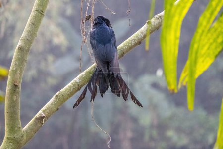 Un drongo negro (Dicrurus macrocercus) se posa sobre una rama de árbol y espera a su presa. Se llama localmente Finge Pakhi en Bangladesh.
