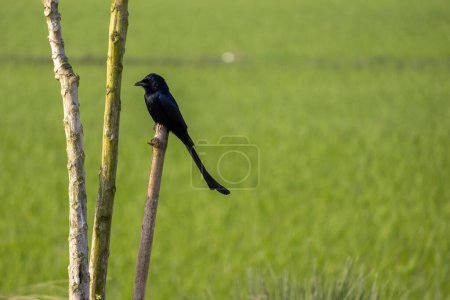 Ein schwarzer Drongo-Vogel (Dicrurus macrocercus) sitzt auf einer trockenen Bambusstange und wartet auf Beute mit verschwommenem grünen Hintergrund. Es wird in Bangladesch Finge Pakhi genannt.