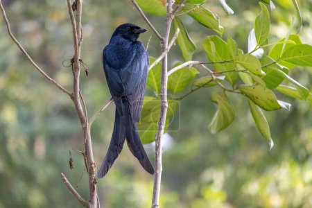 Un drongo noir (Dicrurus macrocercus) est assis sur une branche de jacquier et attend sa proie. C'est un oiseau commun dans la plupart des villages du Bangladesh.