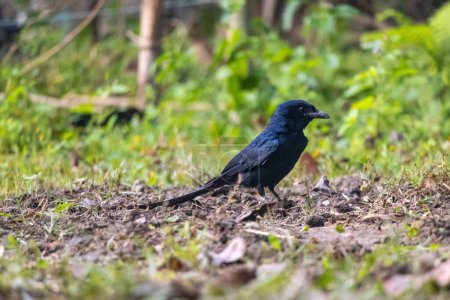 Un drongo negro (Dicrurus macrocercus) pájaro parado en el suelo de un huerto buscando comida. Es un ave común en la mayoría de los pueblos de Bangladesh. Se conoce localmente como Finge Pakhi.