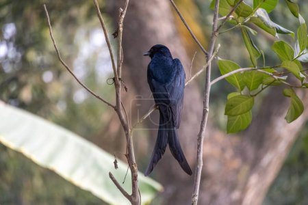 Ein schwarzer Drongo (Dicrurus macrocercus) sitzt auf einem Ast eines Jackfruchtbaums und wartet auf Beute. In den meisten Dörfern Bangladeschs ist er ein häufiger Vogel.