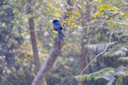 Un drongo negro (Dicrurus macrocercus) está encaramado en una ramita de árbol, buscando su presa en el verde de la naturaleza circundante. Se llama localmente Finge Pakhi en Bangladesh.
