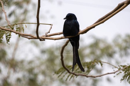 Ein schwarzer Drongovogel (Dicrurus macrocercus) hockt auf einem Zweig eines Regenbaums und wartet auf seine Beute. Es wird in Bangladesch Finge Pakhi genannt.