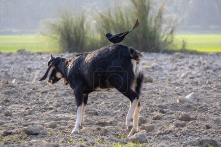 Ein schwarzer Drongovogel (Dicrurus macrocercus) sitzt auf einer Ziege und sucht Beute. Es wird in Bangladesch Finge Pakhi genannt.