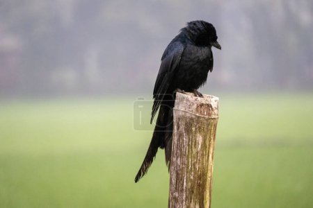 Ein schwarzer Drongovogel sitzt auf einer Bambusstange und wartet auf Beute mit verschwommenem Naturhintergrund.