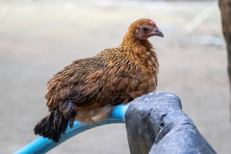Un pollo moreno doméstico está sentado en una tubería de agua en el patio y pensando:.