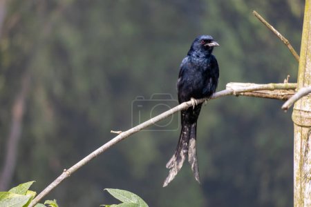 Black drongo (Dicrurus macrocercus) bird is sitting on the dried bamboo tree branch.