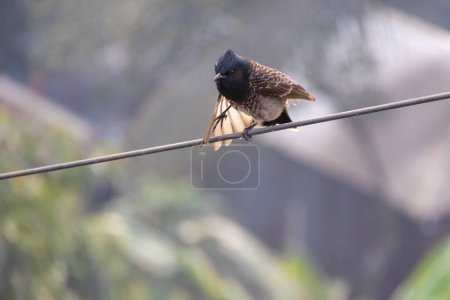 Téléchargez les photos : Un oiseau bulbul est assis sur le fil électrique le matin. Il est appelé localement Bulbuli Pakhi au Bangladesh. - en image libre de droit