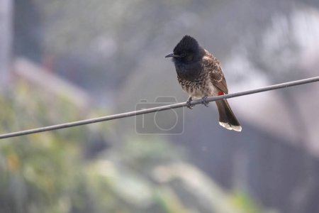 Téléchargez les photos : Un oiseau Bulbul (Pycnonotus cafer) perché sur un fil électrique et curieusement à la recherche de quelque chose. Il est appelé localement Bulbuli Pakhi au Bangladesh. - en image libre de droit