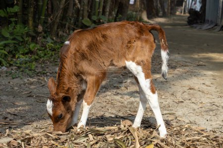 A calf eats dry bamboo leaves on a village road in Bangladesh. Beautiful little calf.
