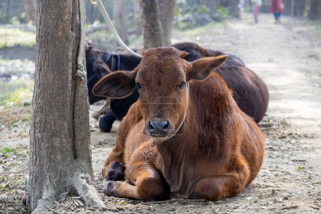 A cow tied with a rope to a tree on the Bangladeshi village road. Cow resting and looking.