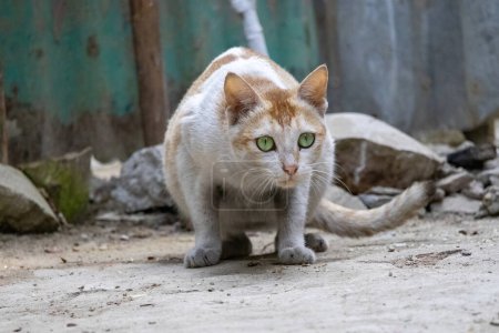 A domestic cat sits on the ground in the courtyard of a village house and stares strangely ahead