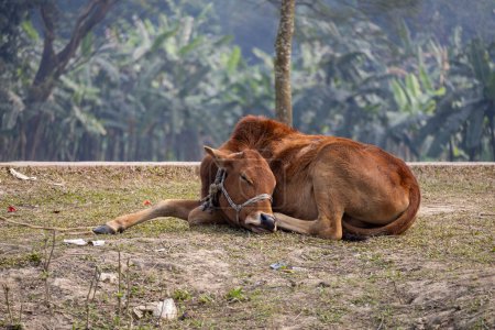 Une vache domestique dort dans la nature. La plupart des villageois du Bangladesh élèvent des vaches.