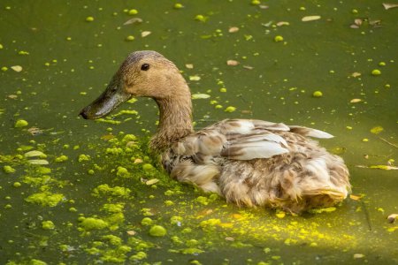 Eine Ente schwimmt im mit Algen beladenen Wasser. Häufiger Hausvogel in Bangladesch.
