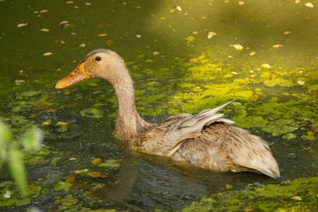 A duck is swimming in algae-laden water, a domestic bird in Bangladesh.