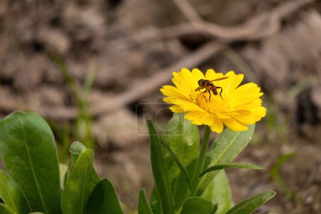 Una abeja melífera sentada sobre flores amarillas en el jardín. Extracción natural de miel. También se conoce como caléndula de olla, caléndula común, mechones, oro de Marys o caléndula escocesa..