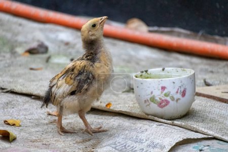 Téléchargez les photos : Un petit poulet est de l'eau potable d'une tasse placée dans la cour d'une maison de village au Bangladesh. Élever des poulets à la maison. - en image libre de droit