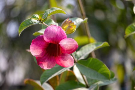 Allamanda blanchetii (Purple Allamanda) flower blooming in the garden. It is locally called Mike Ful in Bangladesh. It's also known as violet allamanda, and its Sanskrit synonym is Pilaghanti.
