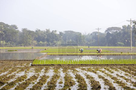 Bangladeshi village farmers are planting paddy in the land. Farmers are embroidering green rice fields in a field with water.