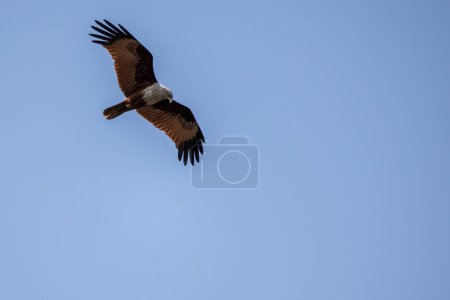 Brahminy kite (Haliastur indus) bird of prey in flight at blue sky background. It is also known as the Red-backed Kite, Chestnut-white Kite, and Rufous Eagle.