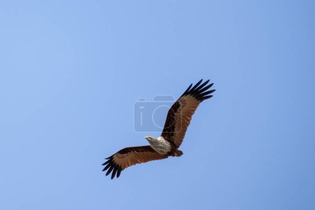 Brahminy kite (Haliastur indus) spreads its wings and flying at blue sky background. This bird is also known as the Red-backed Kite, Chestnut-white Kite, and Rufous Eagle.