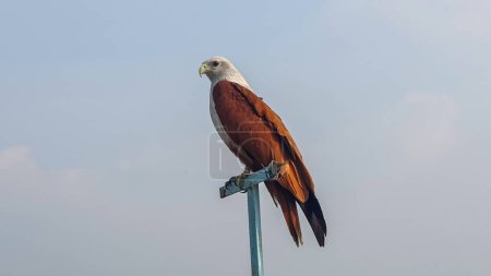 Brahminy kite bird is sitting on top of a pole in light blue sky background. This bird is also known as haliastur indus, red-backed sea eagle, red-backed kite, chestnut-white kite, and rufous eagle.